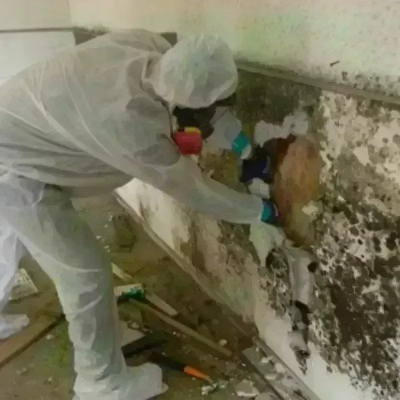 Mold Remediation and Removal in Bath, NY